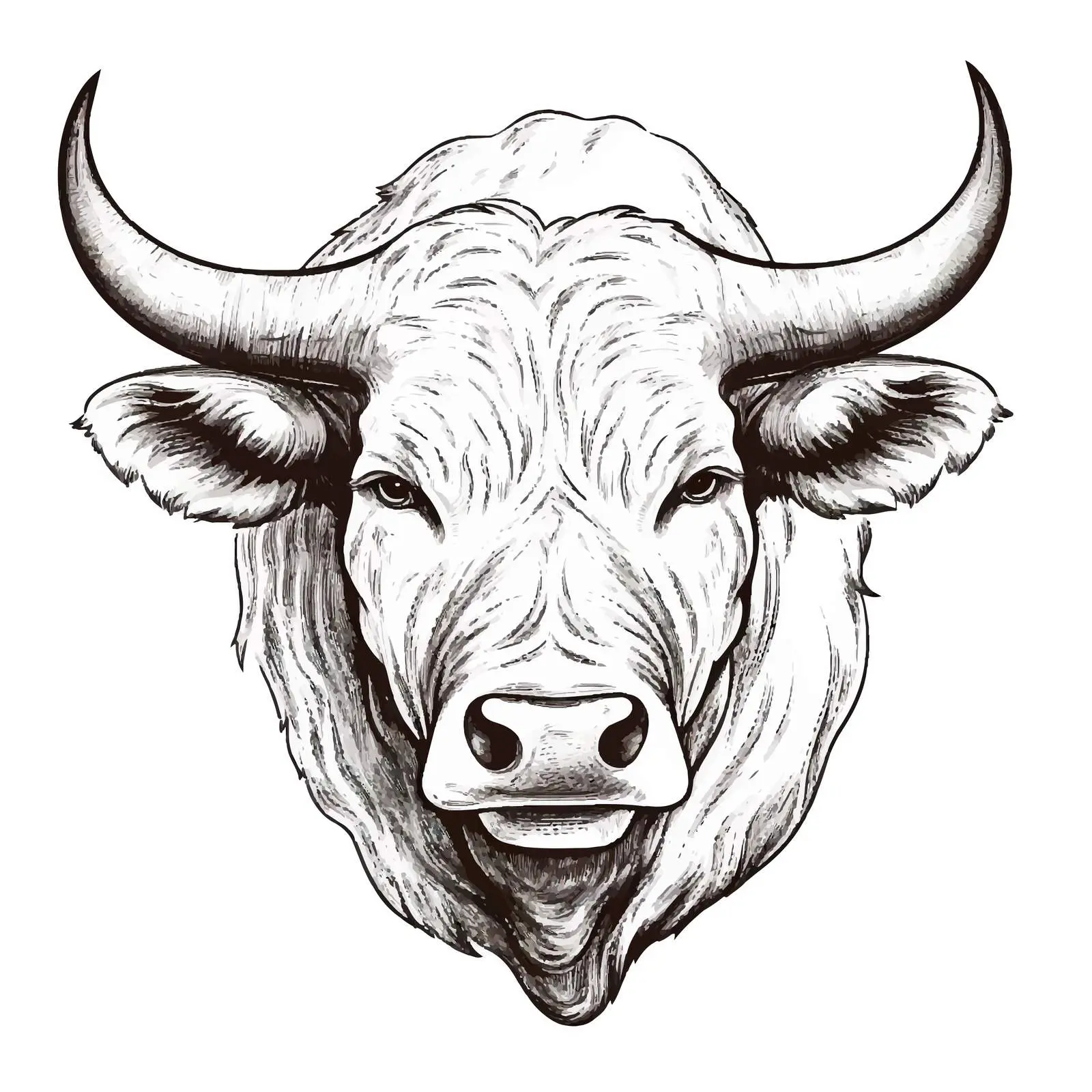 Ox Sketch Vector Illustration on White Background — free download from Dotvec