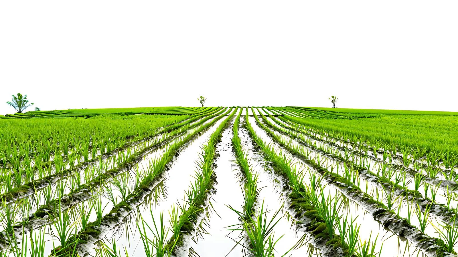 Serene Paddy Field on White Background — free download from Dotvec