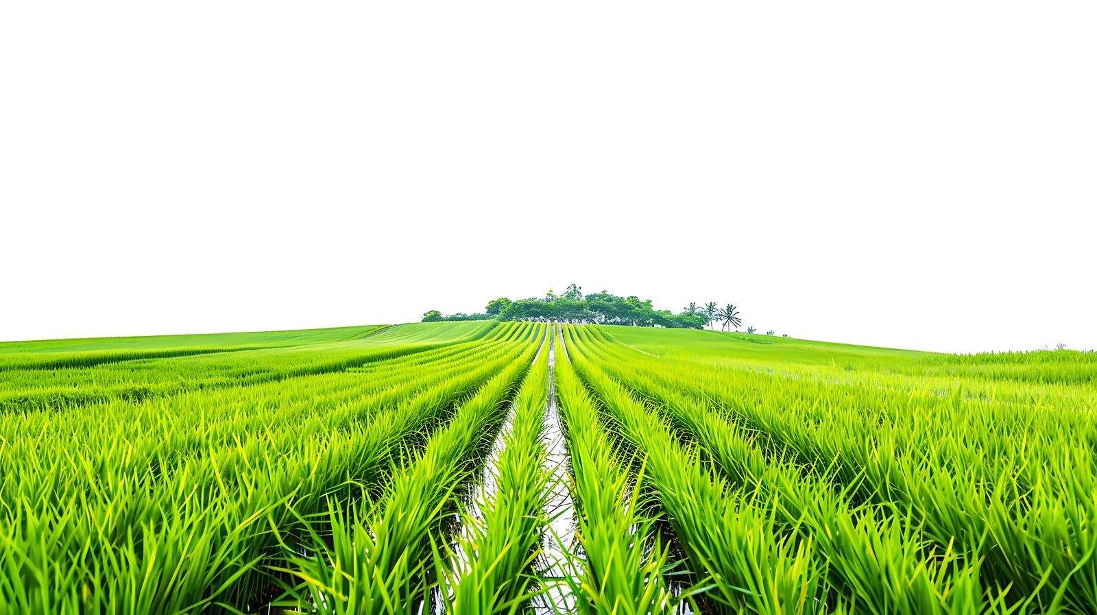 Serene Paddy Field on White Background — free download from Dotvec