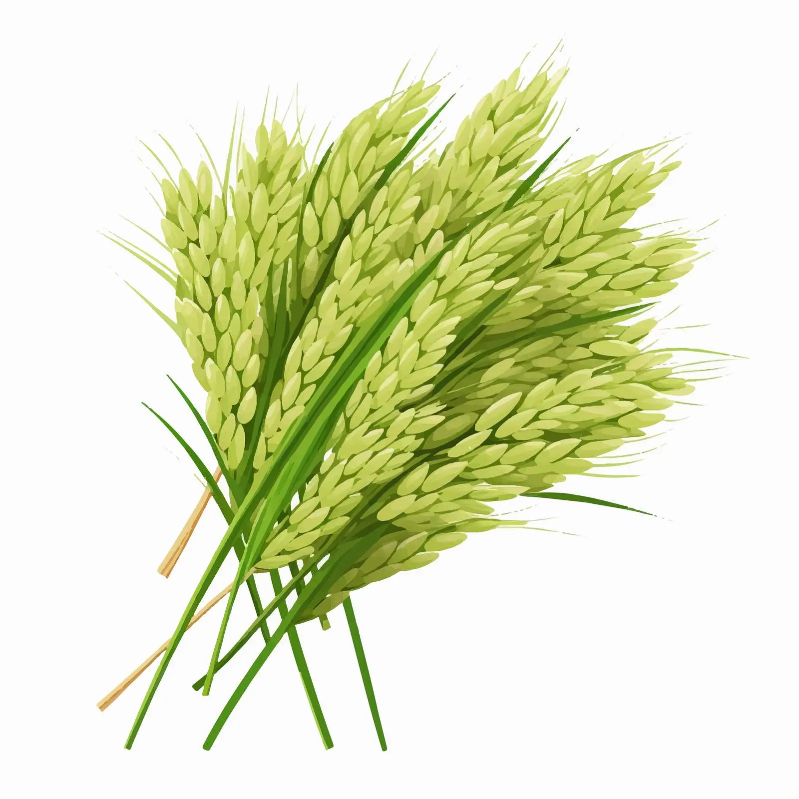 Top View Paddy Vector Illustration on White Background – free natural product image from Dotvec