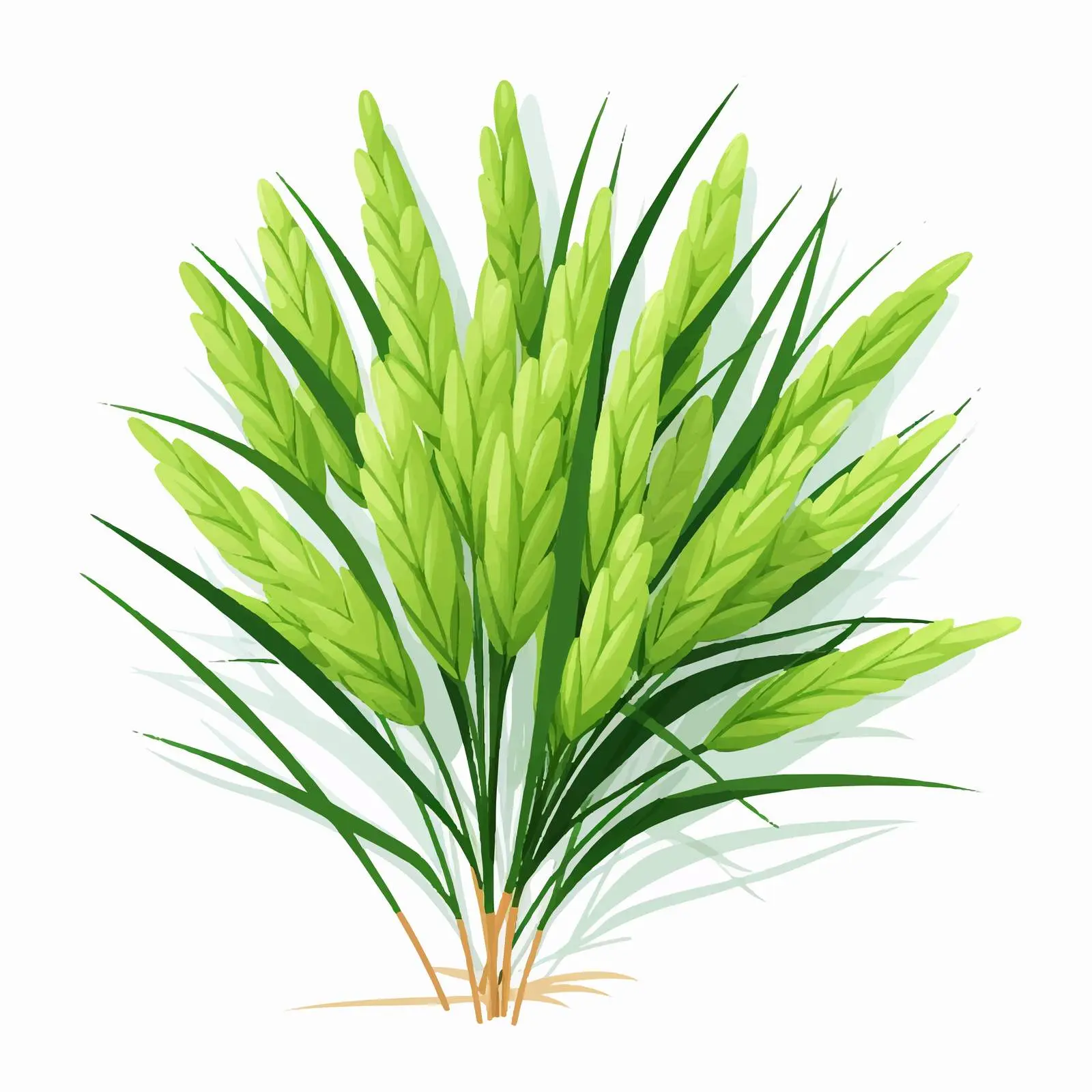 Top View Paddy Vector Illustration on White Background — free download from Dotvec