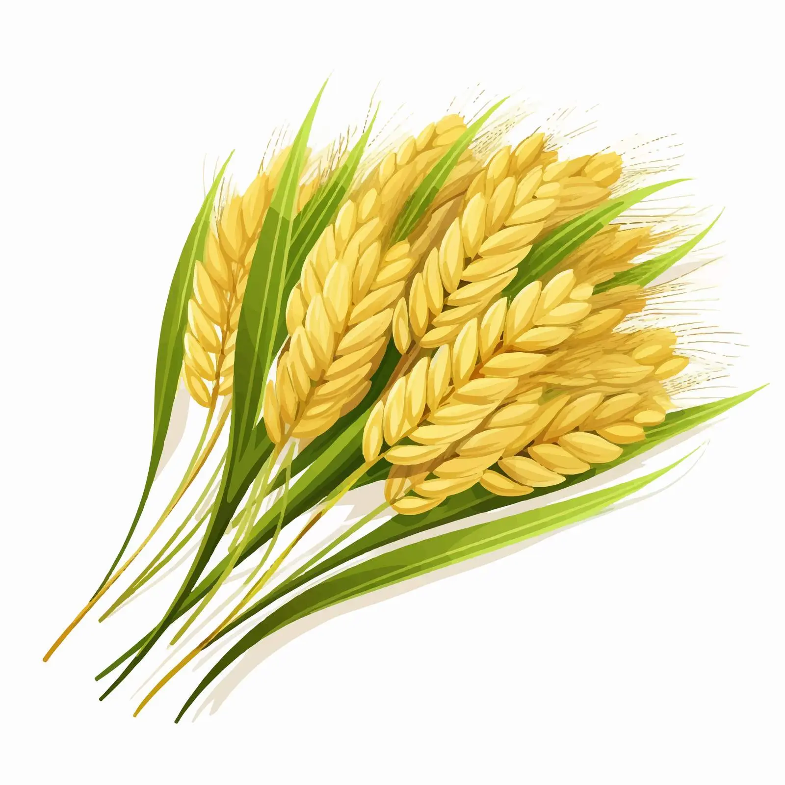 Top View Paddy Vector Illustration on White Background — free download from Dotvec