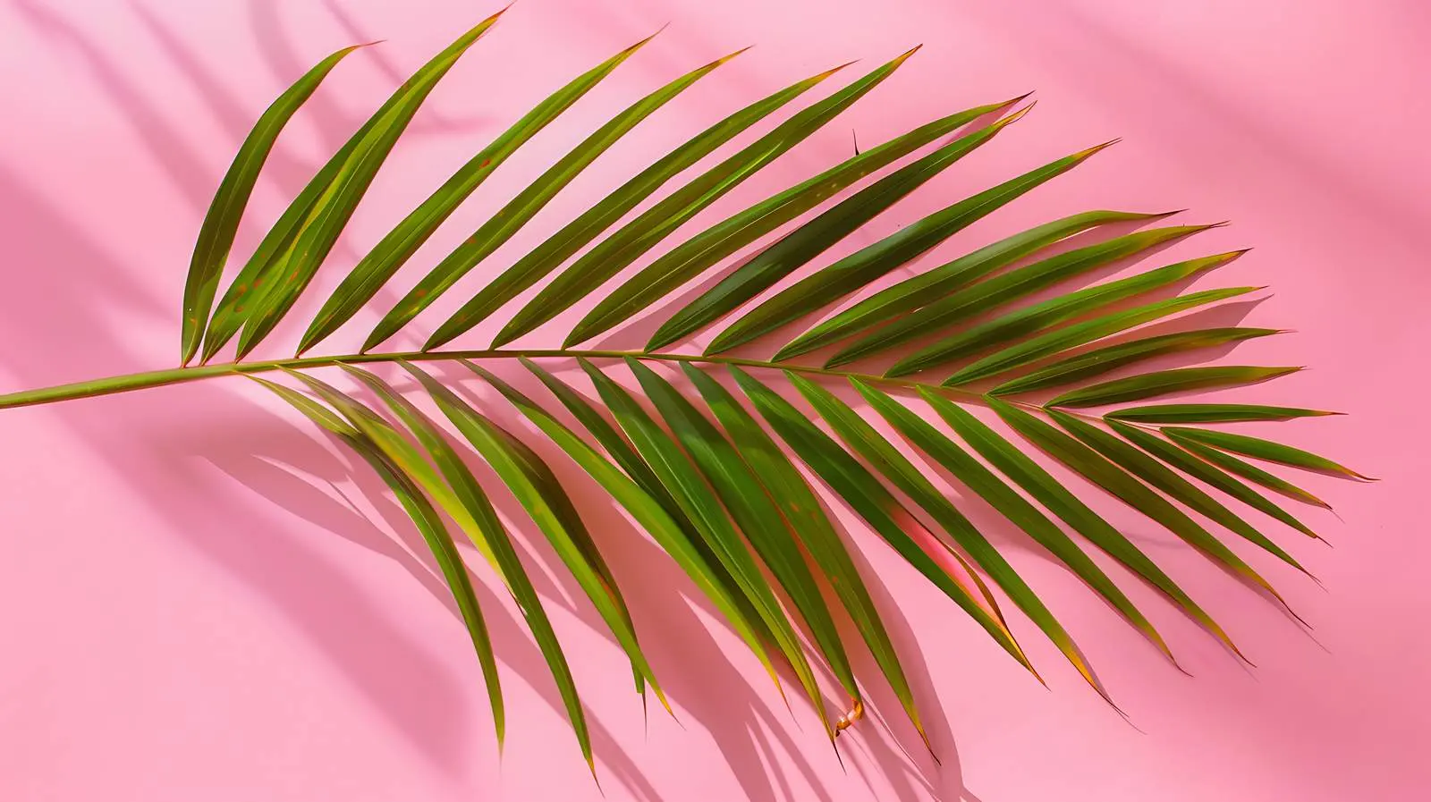 Exotic Palm Tree Leaf on Pink Background — free download from Dotvec