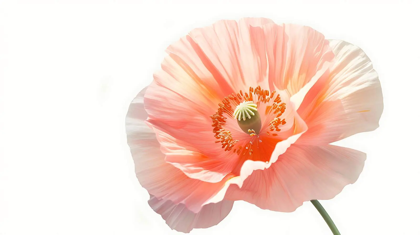 Minimal Peach Pink Poppy Flower Isolated Background — free download from Dotvec