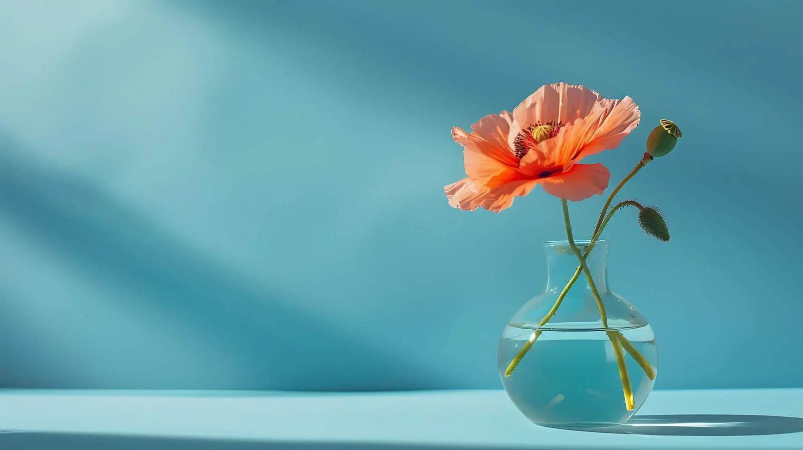 Poppy Flower in Glass Vase on Blue Background — free download from Dotvec