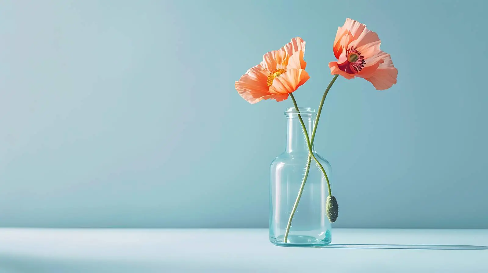 Peachy Poppy Flower in Glass Vase on Blue Background — free download from Dotvec