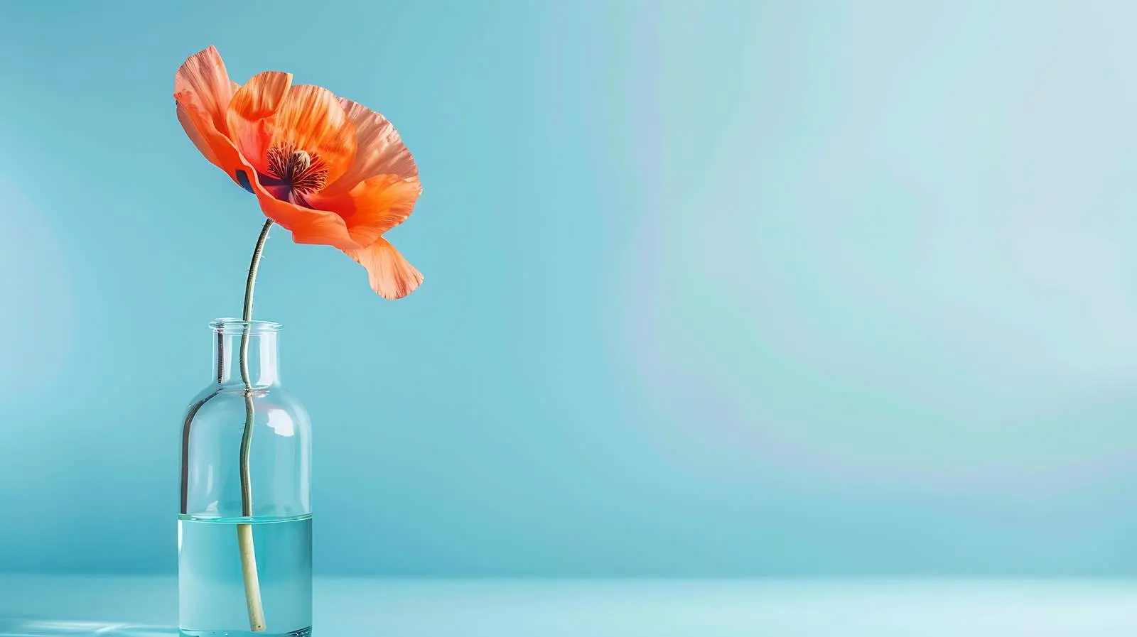 Peach Poppy Flower in Blue Glass Vase — free download from Dotvec