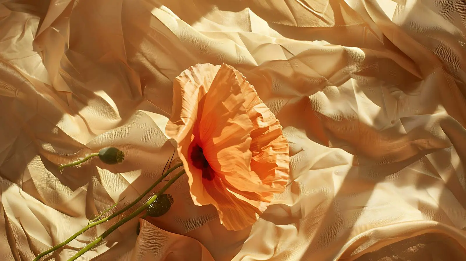 Aesthetic Peach Poppy Flower in Sunlight — free download from Dotvec