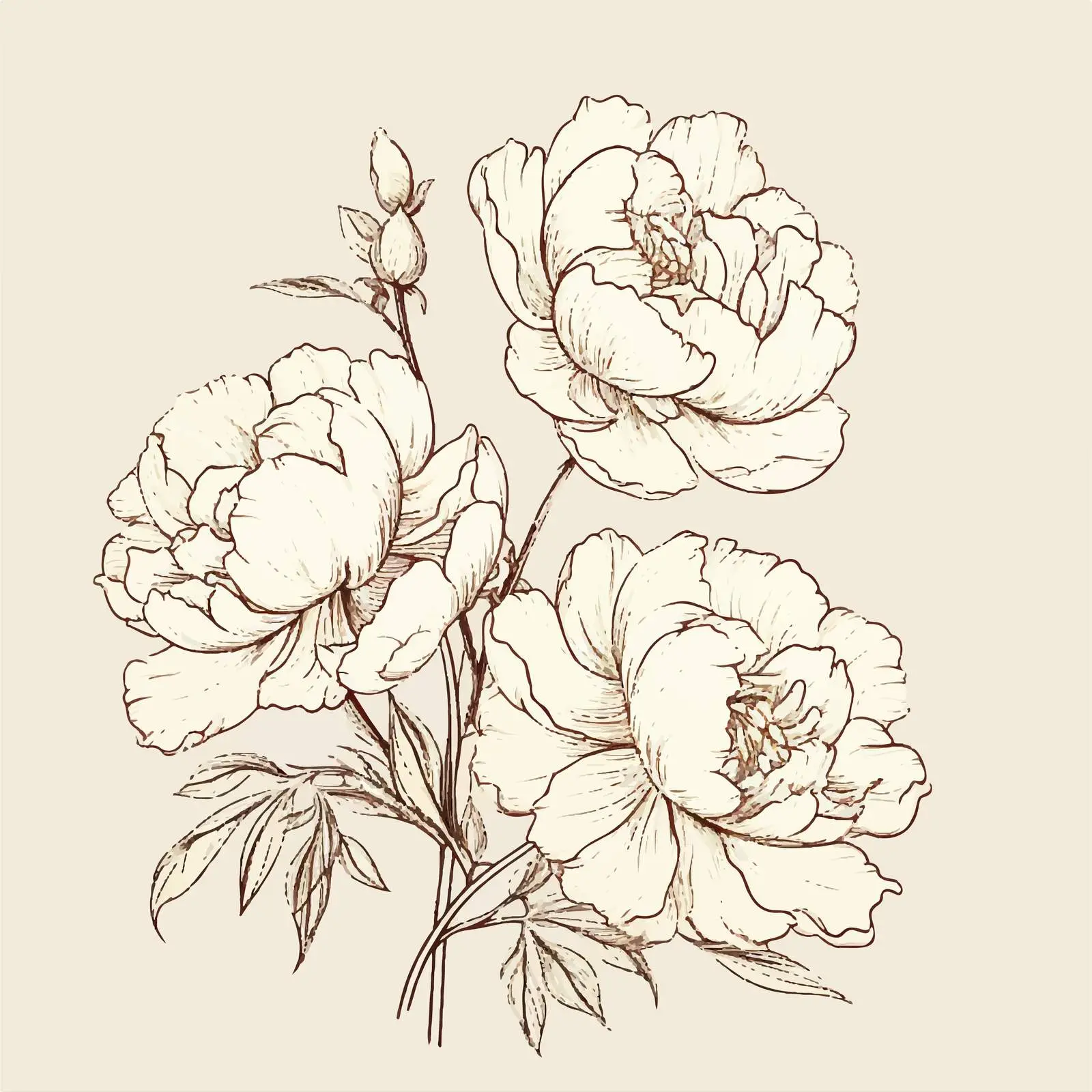 Outlined Peony Floral Card Design Illustration — free download from Dotvec
