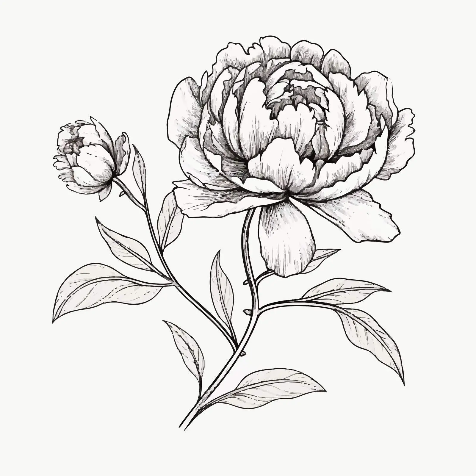 Contoured Peony Flower Branch Vector Illustration — free download from Dotvec