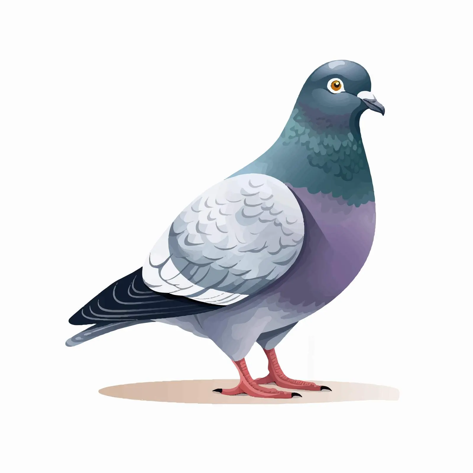 Cartoon Pigeon Vector Illustration Isolated Design — free download from Dotvec