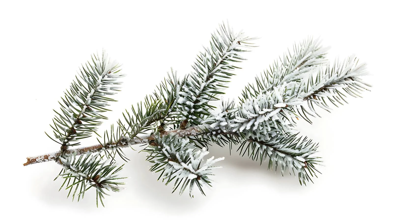 Frosted pine branch on white background — free download from Dotvec