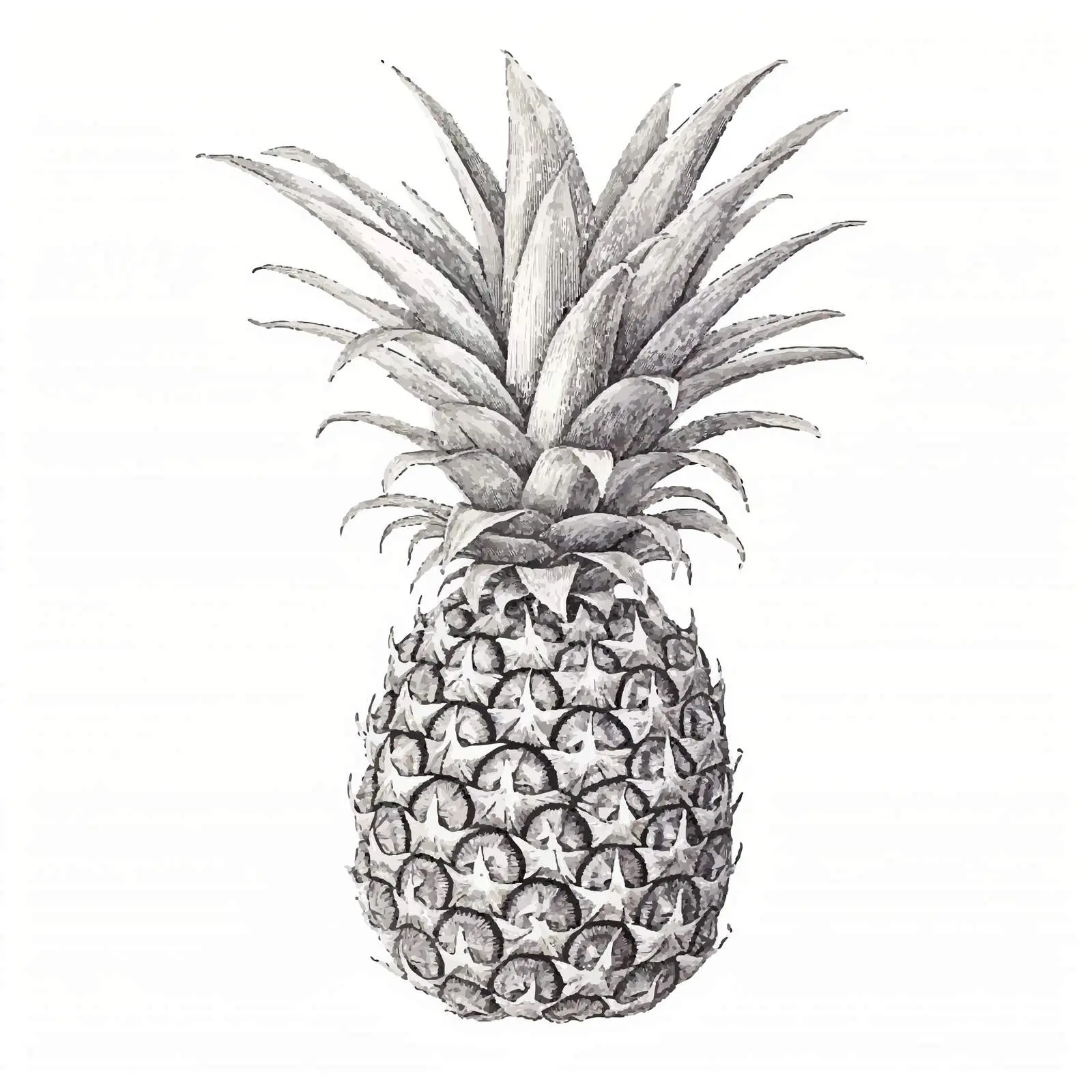 Vintage Style Pineapple Sketch Vector Illustration — free download from Dotvec