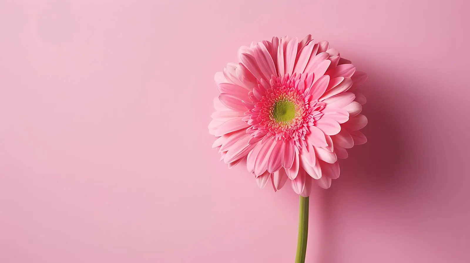 Pink Gerber Flower on Pink Background — free download from Dotvec
