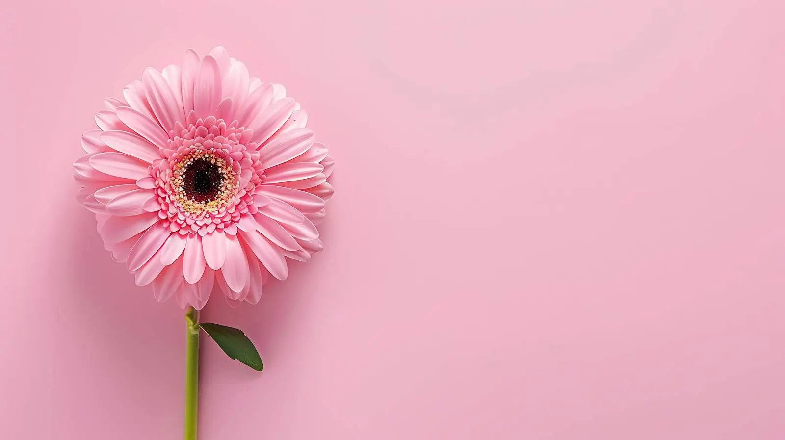 Pink Gerber Flower on Soft Pink Background — free download from Dotvec