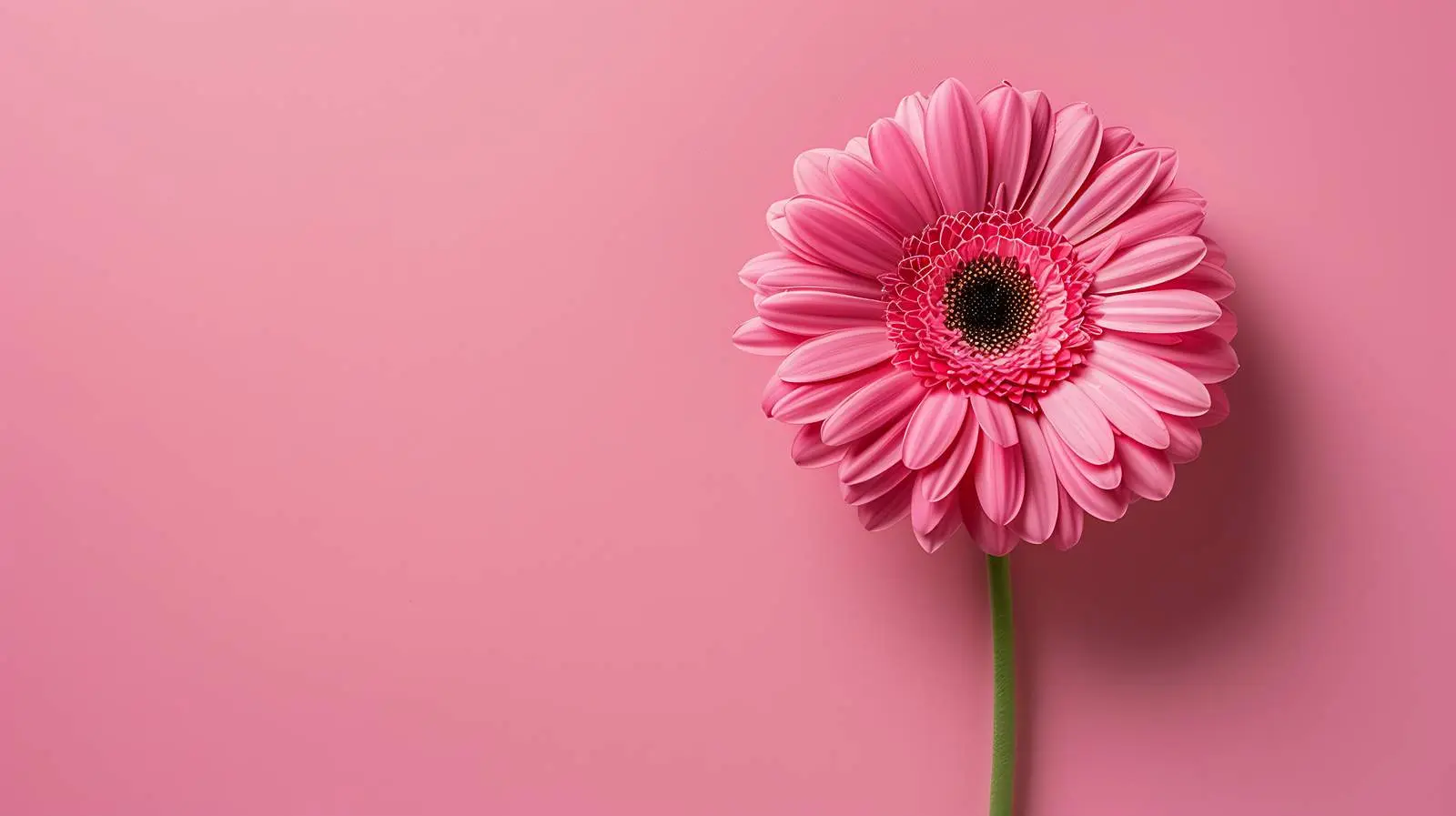 Stylish Pink Gerber Flower Minimalist Photo — free download from Dotvec
