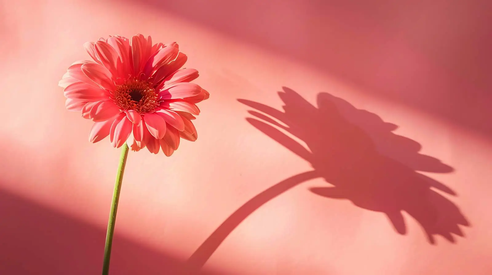 Pink Gerber Flower with Sunlight Background – free positive vibes image from Dotvec