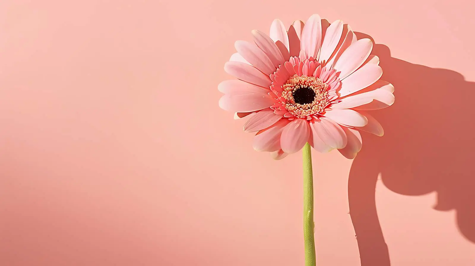 Vibrant Pink Gerber Flower on Salmon Background — free download from Dotvec