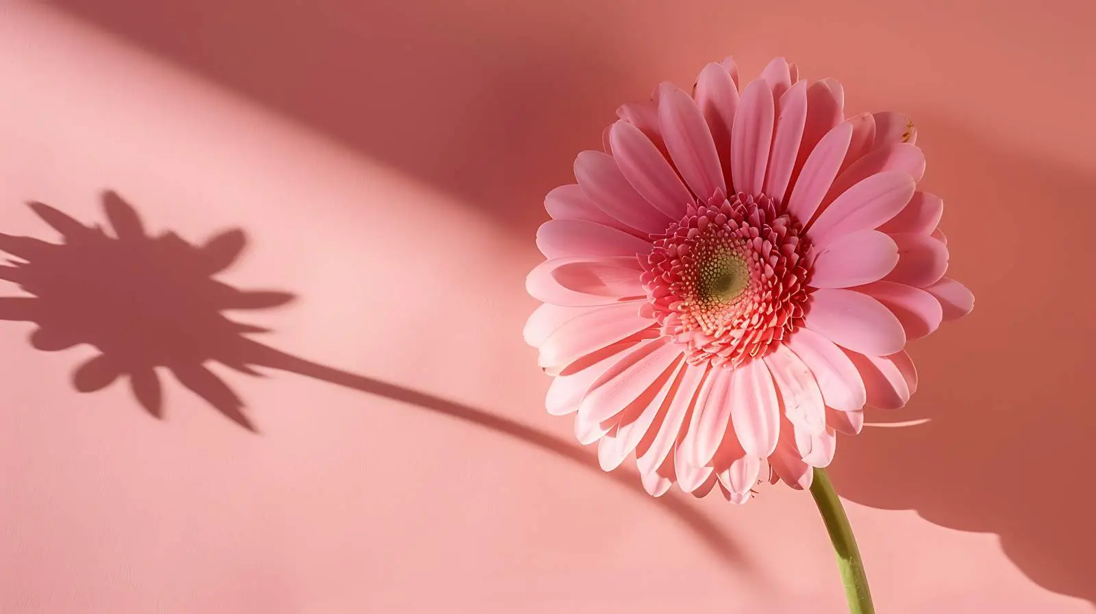 Pink Gerbera Flower with Sunlight on Salmon Background — free download from Dotvec