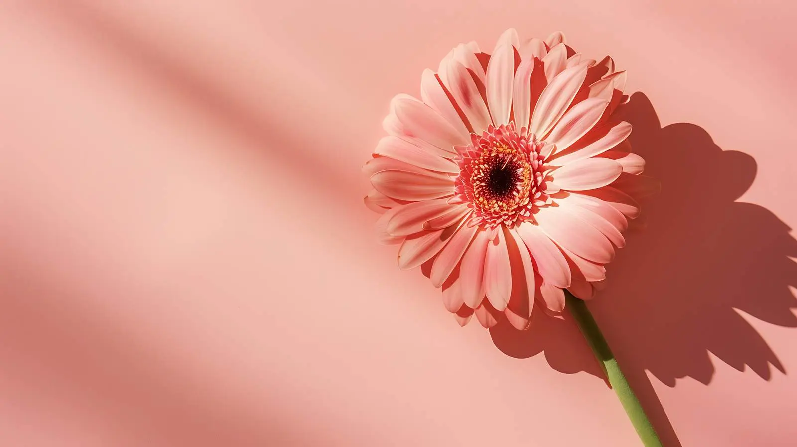 Pink Gerber Flower on Salmon Background with Sunlight – free salmon background image from Dotvec