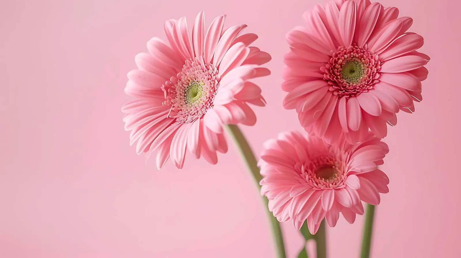 Stylish Pink Gerber Flowers on Minimal Background — free download from Dotvec