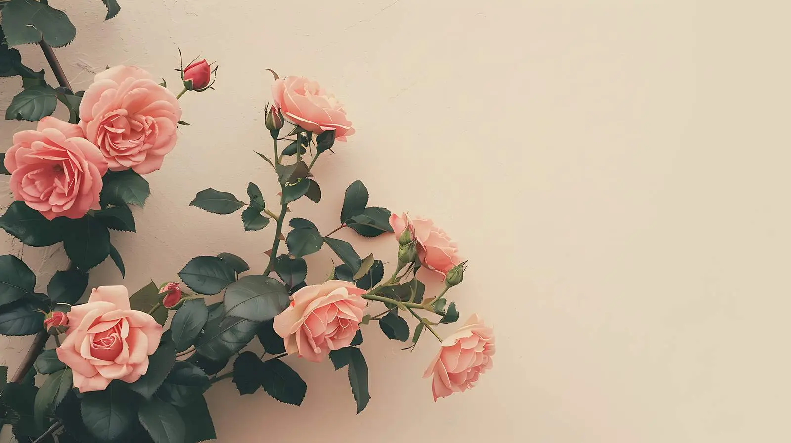 Pink Roses on Beige Wall — free download from Dotvec