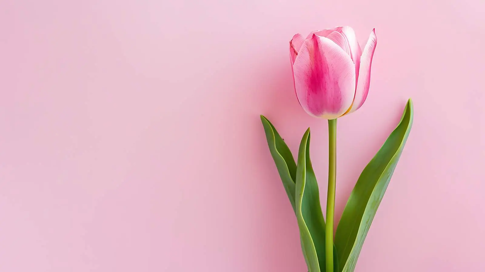 Minimal Pink Tulip Flower on Pastel Background — free download from Dotvec