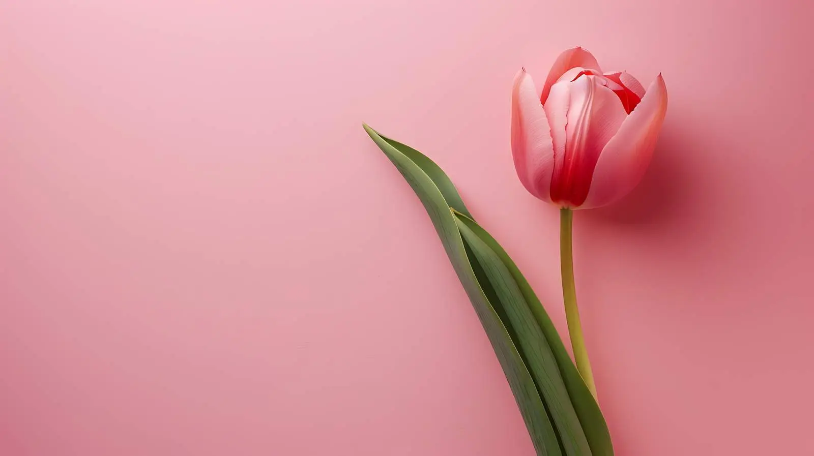 Pink Tulip Flower on Pastel Pink Background – free pink tulip image from Dotvec