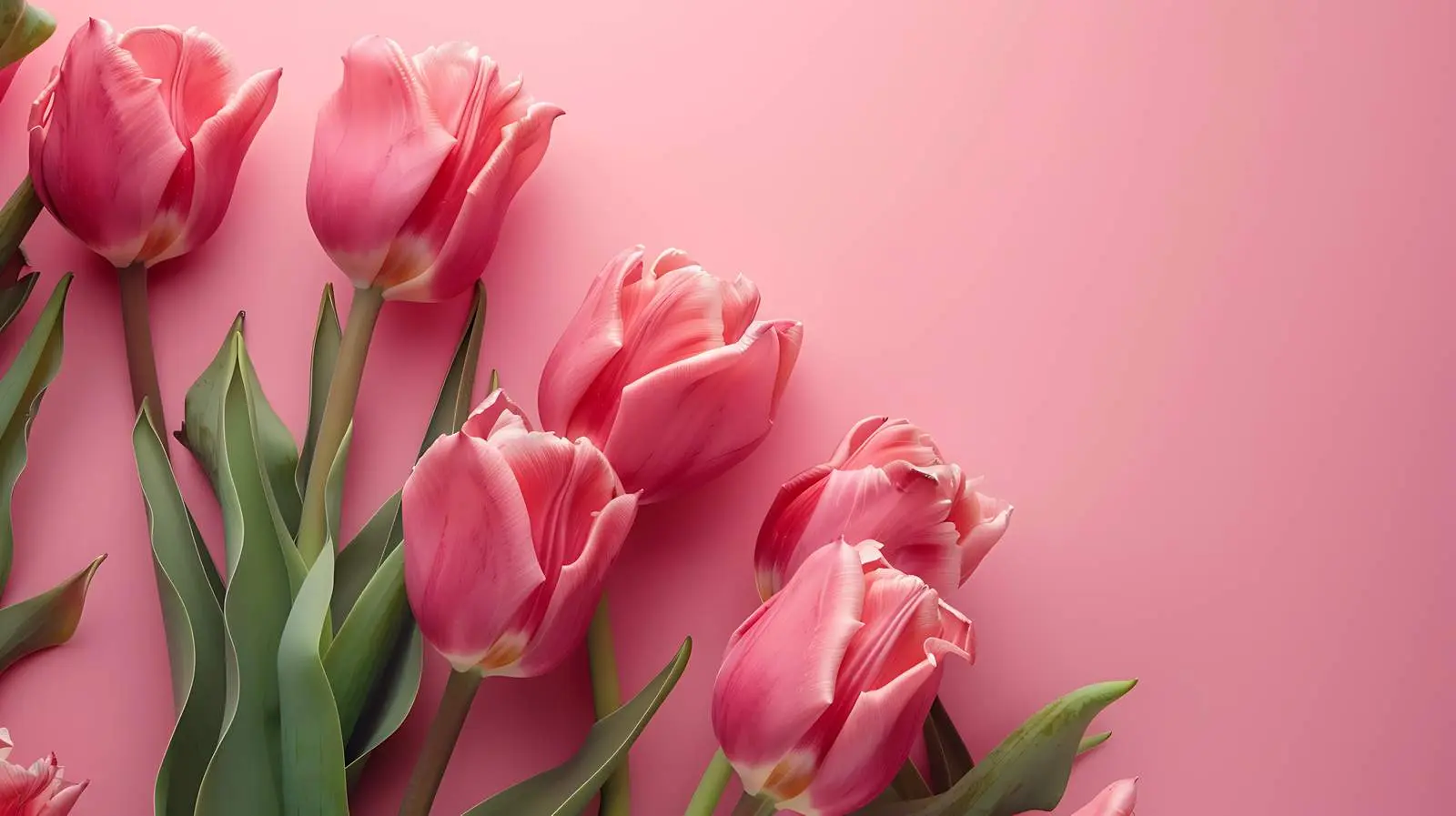 Elegant Pink Tulip Bouquet on Pastel Background — free download from Dotvec