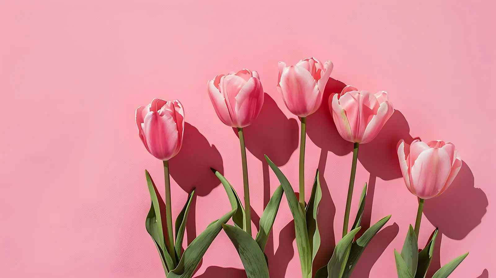 Pink Tulip Flowers on Pastel Yellow Background — free download from Dotvec