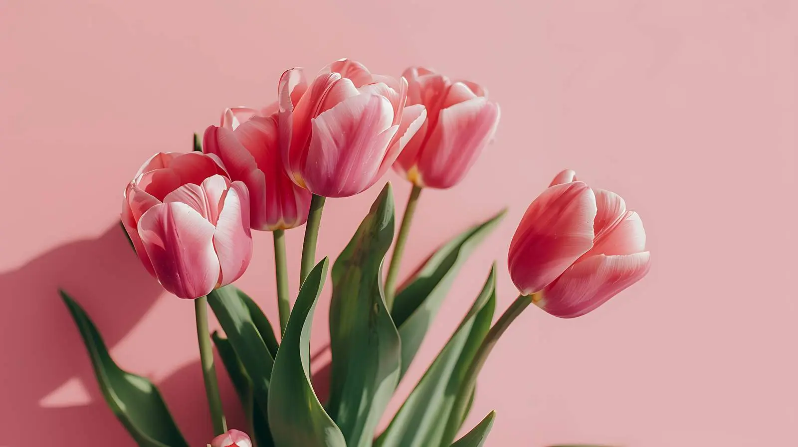 Pink Tulips on Pastel Yellow Background — free download from Dotvec