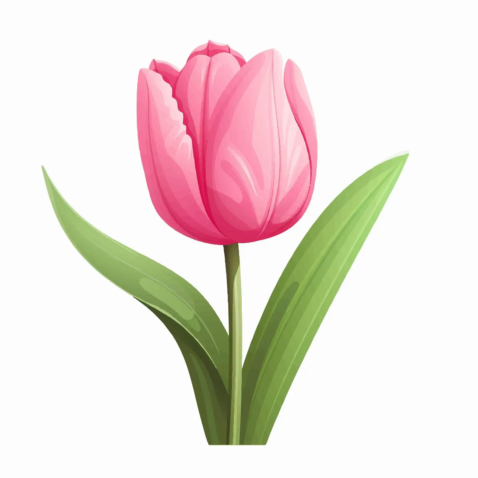 Pink Tulip with Green Leaves Vector Illustration — free download from Dotvec