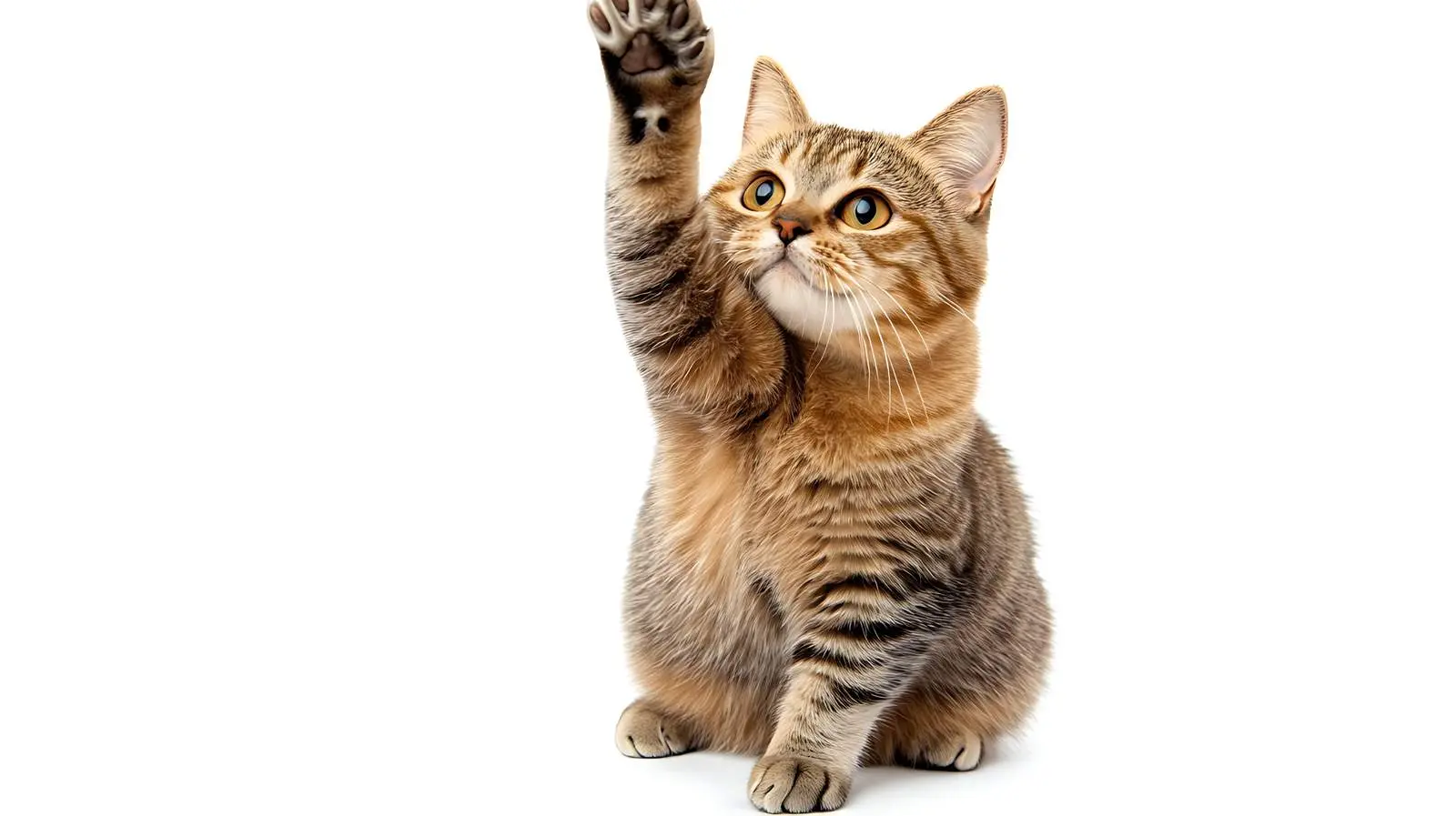 Playful Scottish Straight Cat with Raised Paw — free download from Dotvec