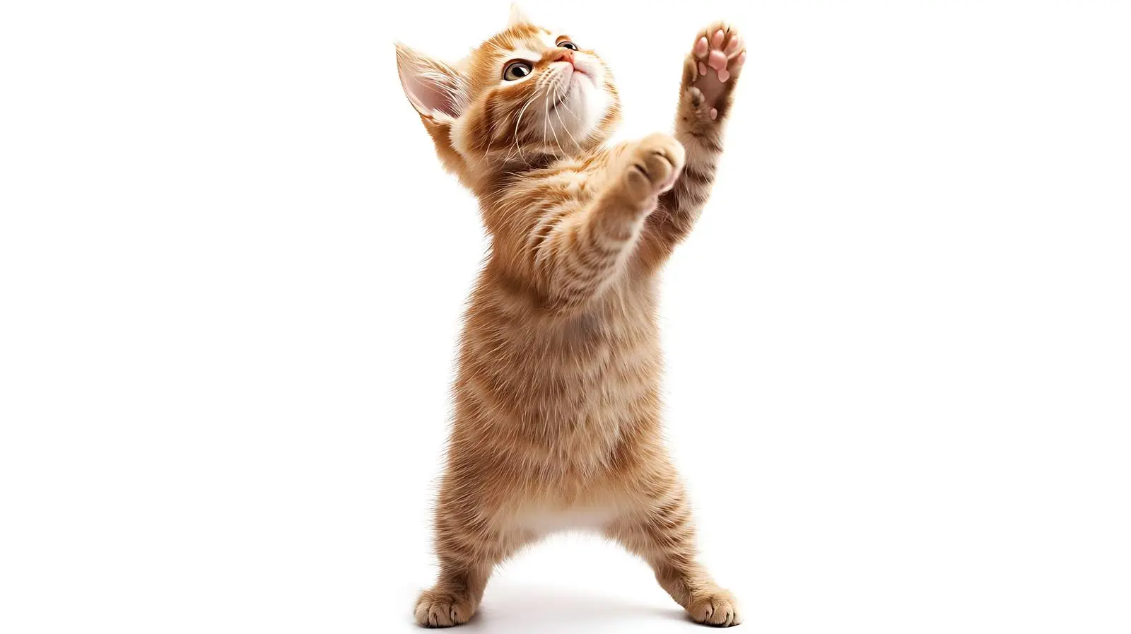 Playful Scottish Straight Kitten on Hind Legs — free download from Dotvec
