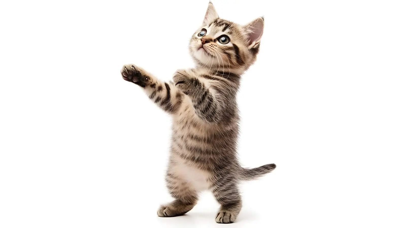 Playful Scottish Straight Kitten on Hind Legs — free download from Dotvec