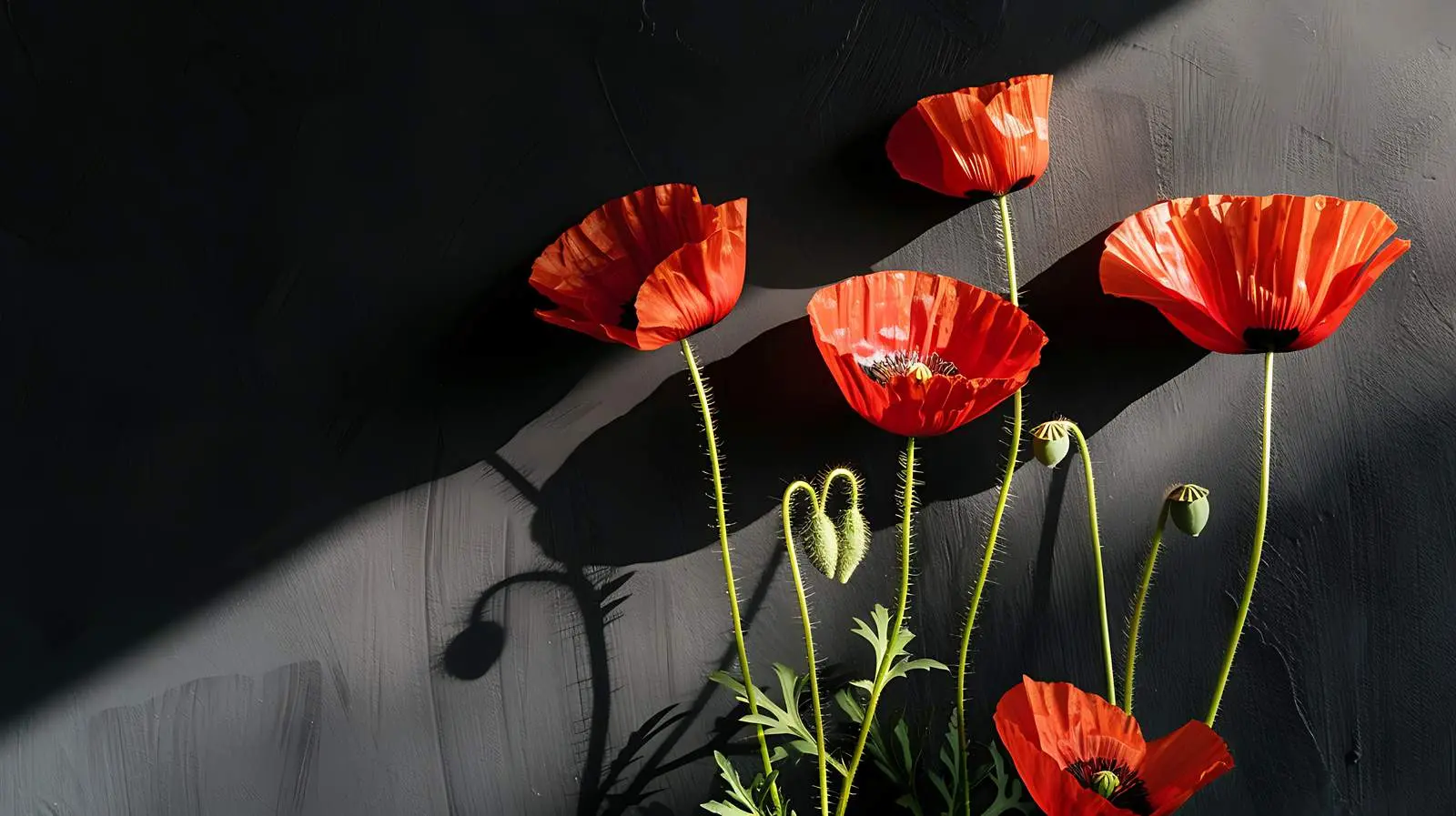 Poppy Stems in Sunlight and Shadows — free download from Dotvec
