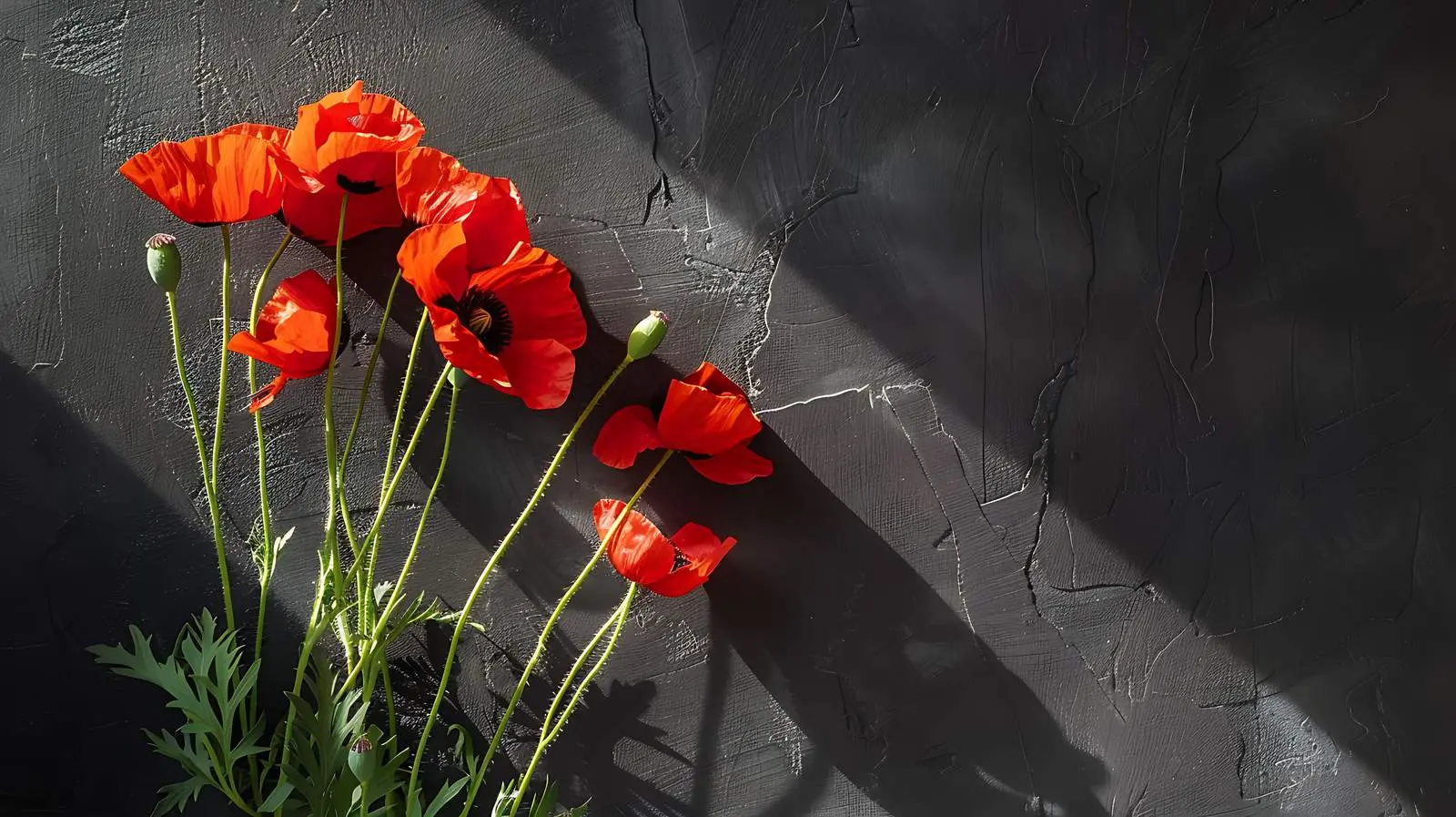 Poppy Stems in Aesthetic Sunlight Shadows — free download from Dotvec
