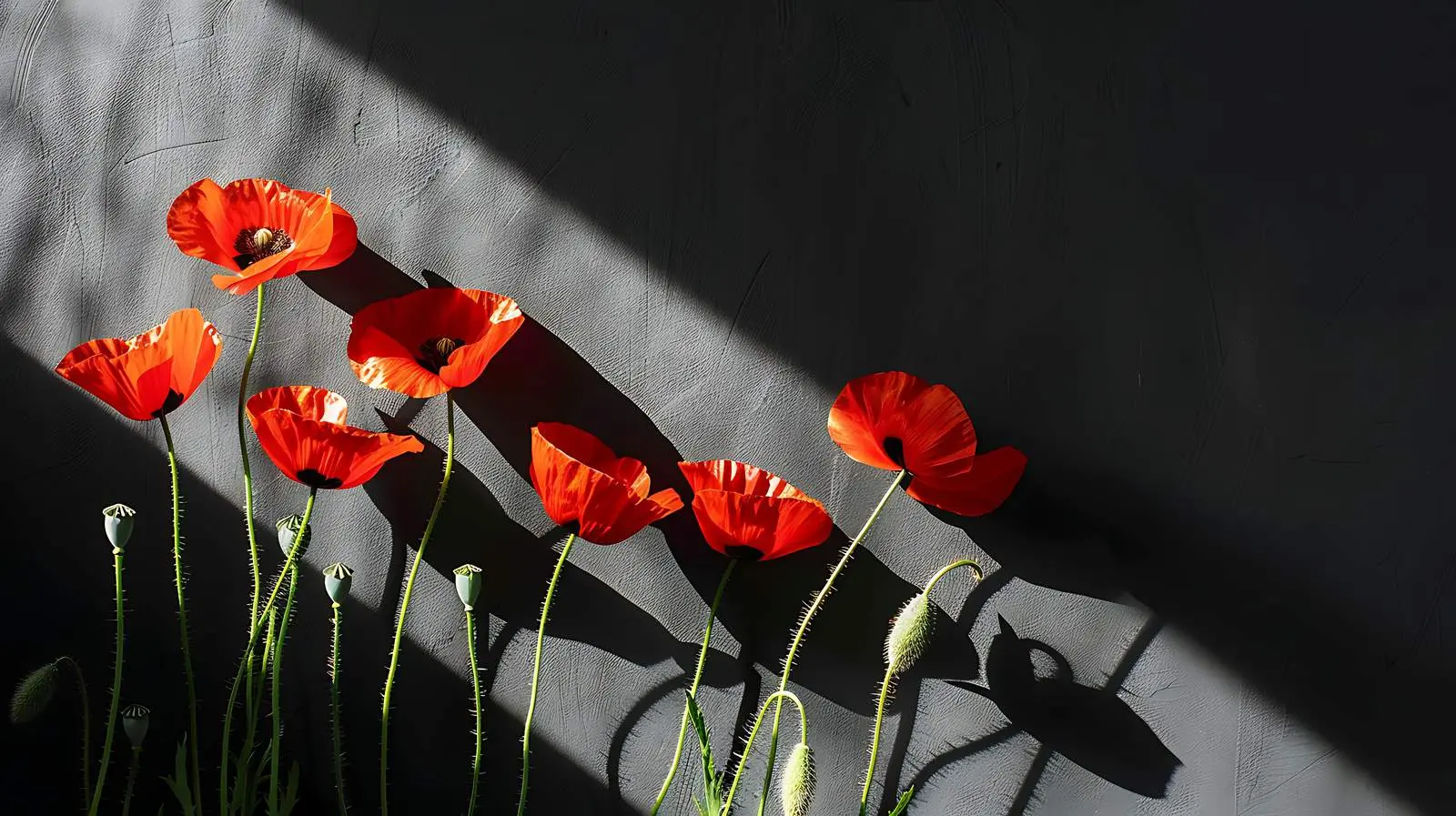Poppy Stems in Aesthetic Sunlight and Shadows — free download from Dotvec