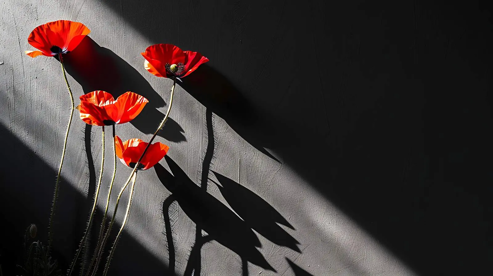 Poppy Stems Casting Shadows on Black Wall – free illumination image from Dotvec