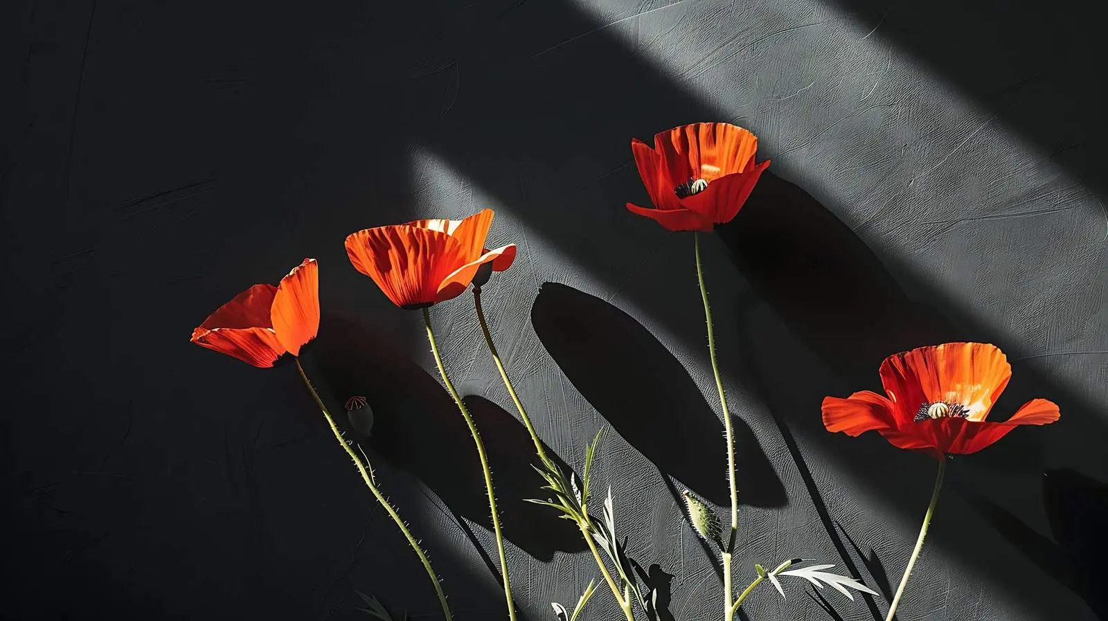 Poppy Stems in Aesthetic Sunlight Shadows — free download from Dotvec