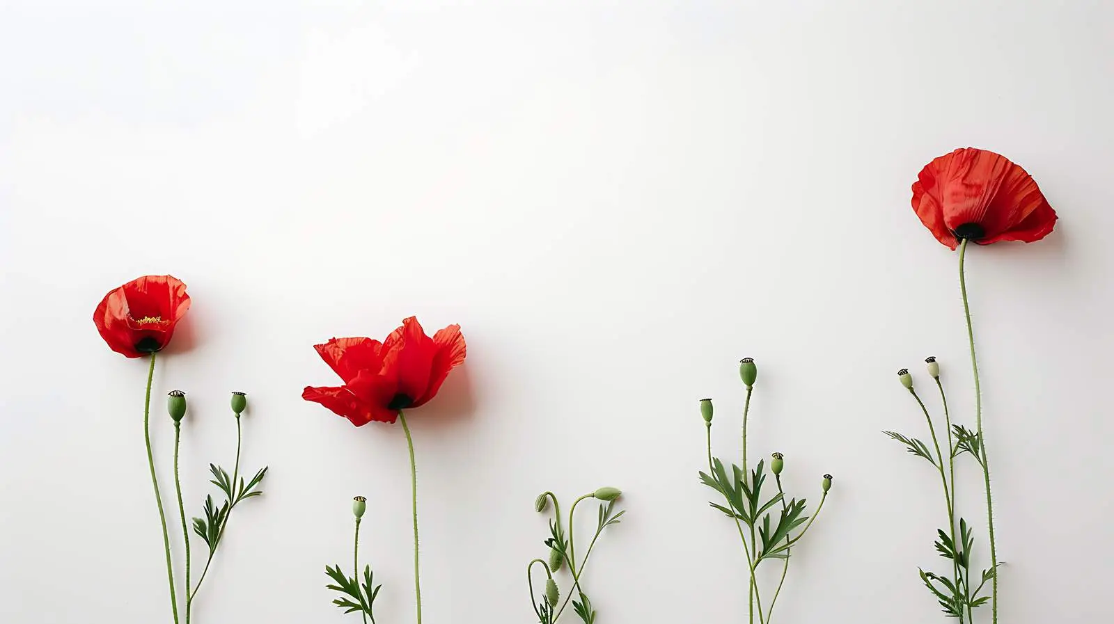 Minimal Poppy Stems on White Background — free download from Dotvec