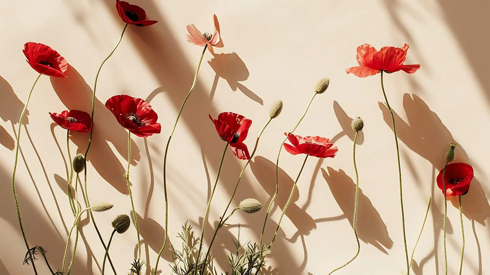 Poppy Stems Against Beige Wall with Sunlight Shadows — free download from Dotvec