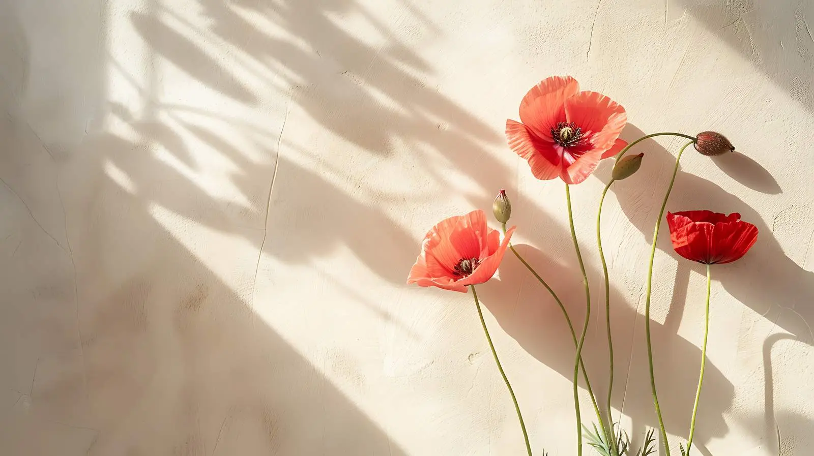 Poppy Stems Casting Shadows on Beige Wall — free download from Dotvec