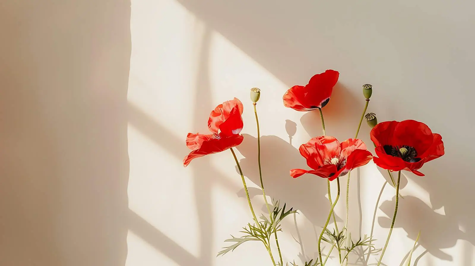 Poppy Stems Against Beige Wall with Sunlight Shadows — free download from Dotvec