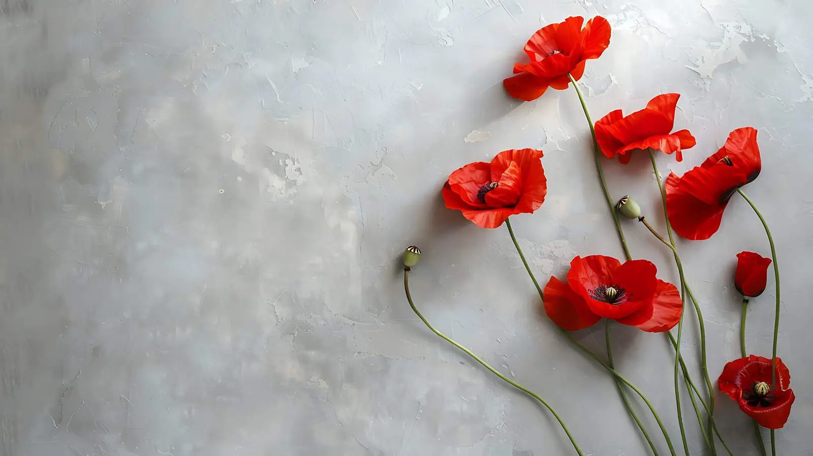 Poppy Stems on Grey Wall Isolated Background — free download from Dotvec