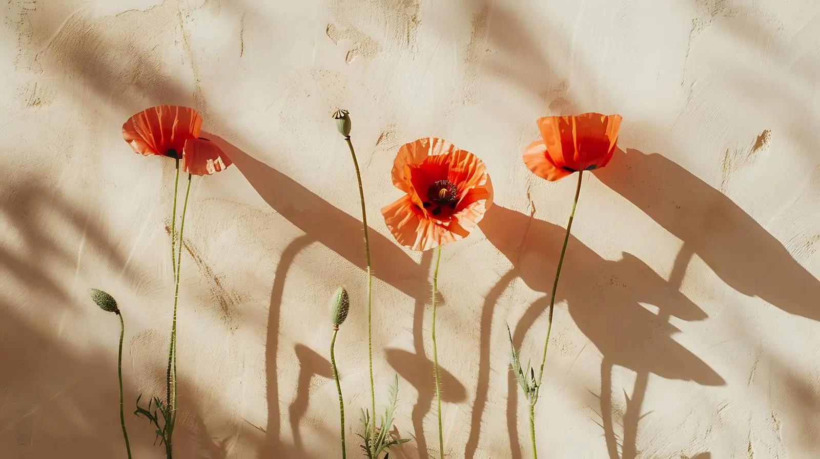 Poppy Stems Against Grey Minimal Wall — free download from Dotvec