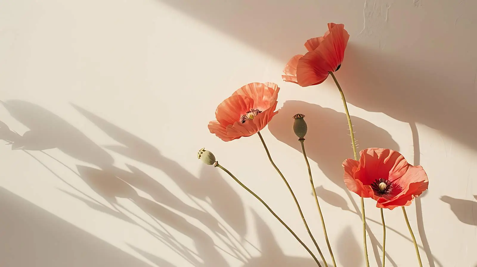 Poppy Stems Against Neutral Grey Wall — free download from Dotvec