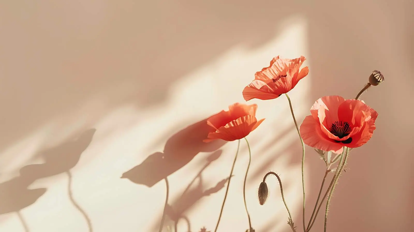 Poppy Stems Against Neutral Grey Wall — free download from Dotvec