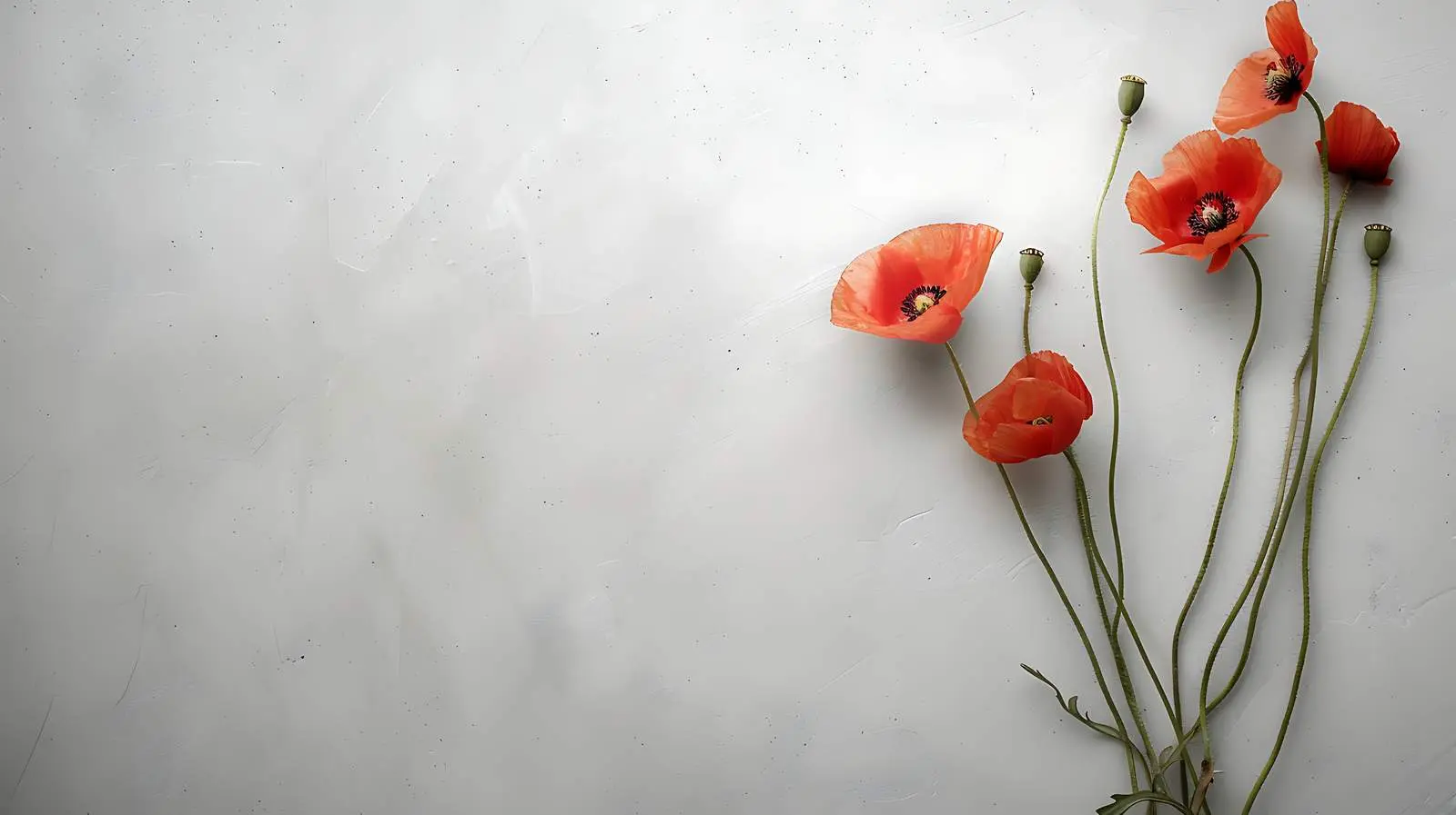 Minimal Still Life of Poppy Stems on Grey Wall — free download from Dotvec