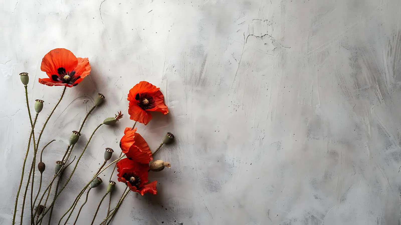 Minimal Still Life of Poppy Stems on Grey Wall — free download from Dotvec